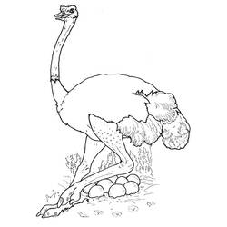 Раскраска: страус (Животные) #694 - Раскраски для печати