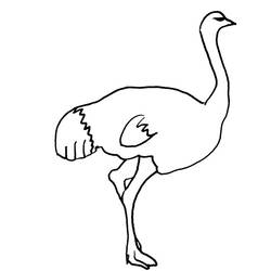 Раскраска: страус (Животные) #701 - Раскраски для печати