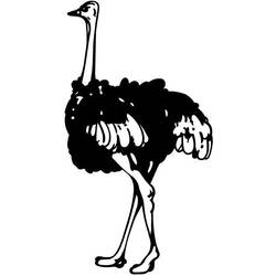 Раскраска: страус (Животные) #725 - Раскраски для печати
