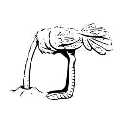 Раскраска: страус (Животные) #748 - Раскраски для печати