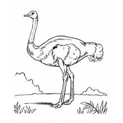 Раскраска: страус (Животные) #752 - Раскраски для печати