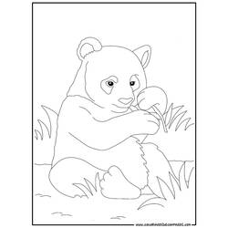 Раскраска: панда (Животные) #12488 - Раскраски для печати