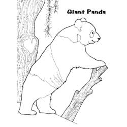 Раскраска: панда (Животные) #12508 - Бесплатные раскраски для печати
