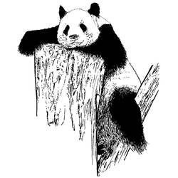 Раскраска: панда (Животные) #12625 - Бесплатные раскраски для печати