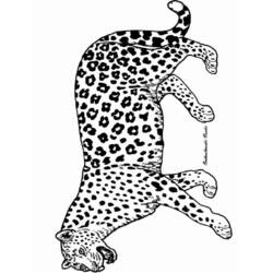 Раскраска: пантера (Животные) #15520 - Раскраски для печати