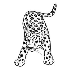 Раскраска: пантера (Животные) #15529 - Раскраски для печати