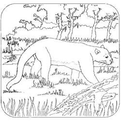 Раскраска: пантера (Животные) #15547 - Раскраски для печати