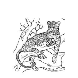 Раскраска: пантера (Животные) #15566 - Раскраски для печати