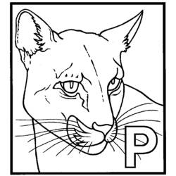 Раскраска: пантера (Животные) #15594 - Раскраски для печати