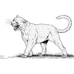Раскраска: пантера (Животные) #15596 - Раскраски для печати