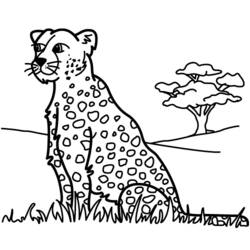 Раскраска: пантера (Животные) #15600 - Раскраски для печати