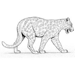 Раскраска: пантера (Животные) #15617 - Раскраски для печати