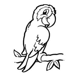 Раскраска: попугай (Животные) #16061 - Раскраски для печати