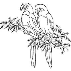 Раскраска: попугай (Животные) #16070 - Раскраски для печати