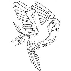 Раскраска: попугай (Животные) #16072 - Раскраски для печати