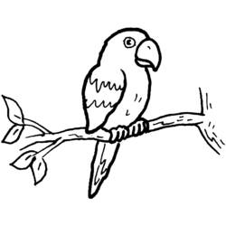 Раскраска: попугай (Животные) #16074 - Раскраски для печати