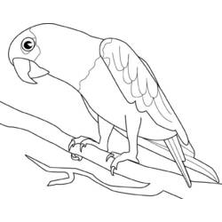 Раскраска: попугай (Животные) #16075 - Раскраски для печати