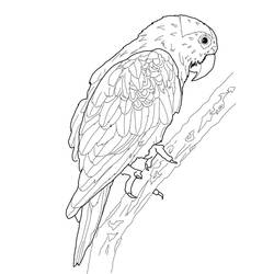 Раскраска: попугай (Животные) #16076 - Раскраски для печати