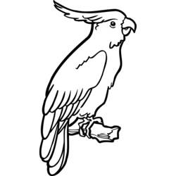 Раскраска: попугай (Животные) #16081 - Раскраски для печати