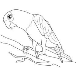Раскраска: попугай (Животные) #16085 - Раскраски для печати