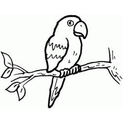 Раскраска: попугай (Животные) #16099 - Раскраски для печати