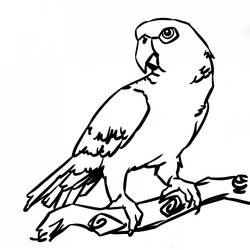 Раскраска: попугай (Животные) #16105 - Раскраски для печати