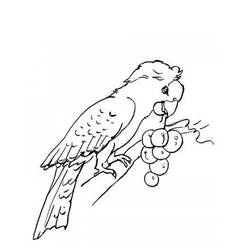 Раскраска: попугай (Животные) #16106 - Бесплатные раскраски для печати