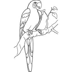 Раскраска: попугай (Животные) #16139 - Раскраски для печати