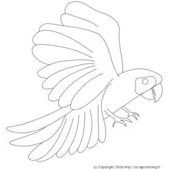 Раскраска: попугай (Животные) #16160 - Раскраски для печати