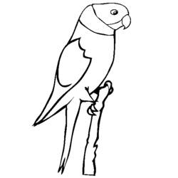 Раскраска: попугай (Животные) #16169 - Бесплатные раскраски для печати