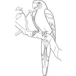 Раскраска: попугай (Животные) #16172 - Раскраски для печати