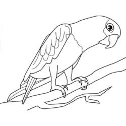 Раскраска: попугай (Животные) #16191 - Раскраски для печати
