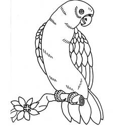 Раскраска: попугай (Животные) #16225 - Раскраски для печати