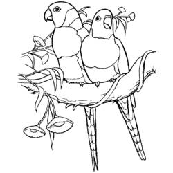 Раскраска: попугай (Животные) #16227 - Раскраски для печати