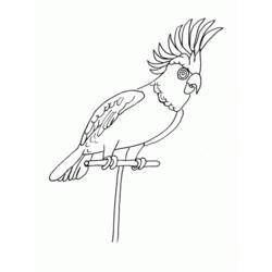 Раскраска: попугай (Животные) #16233 - Бесплатные раскраски для печати