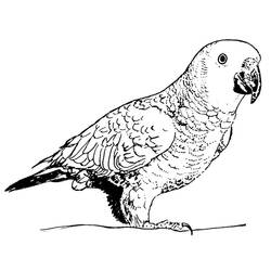 Раскраска: попугай (Животные) #16251 - Раскраски для печати