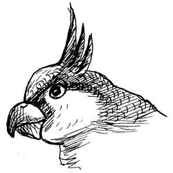 Раскраска: попугай (Животные) #16253 - Раскраски для печати