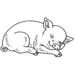 Раскраска: свинья (Животные) #3590 - Раскраски для печати