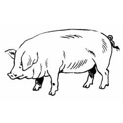 Раскраска: свинья (Животные) #3596 - Раскраски для печати