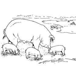 Раскраска: свинина (Животные) #17681 - Раскраски для печати