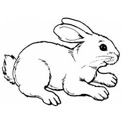 Раскраска: кролик (Животные) #9507 - Раскраски для печати