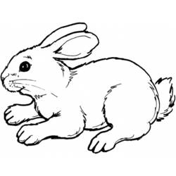 Раскраска: кролик (Животные) #9526 - Раскраски для печати