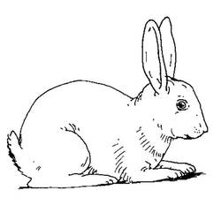 Раскраска: кролик (Животные) #9530 - Раскраски для печати