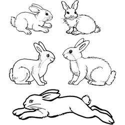 Раскраска: кролик (Животные) #9562 - Раскраски для печати