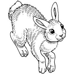 Раскраска: кролик (Животные) #9581 - Бесплатные раскраски для печати
