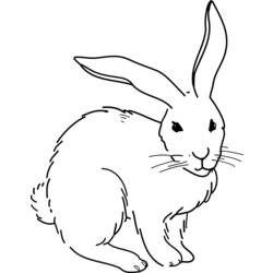 Раскраска: кролик (Животные) #9694 - Раскраски для печати