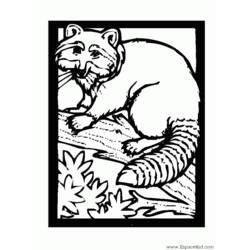Раскраска: енот (Животные) #19994 - Раскраски для печати
