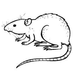 Раскраска: крыса (Животные) #15164 - Раскраски для печати