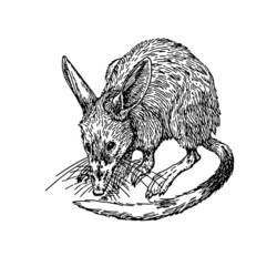 Раскраска: крыса (Животные) #15182 - Бесплатные раскраски для печати
