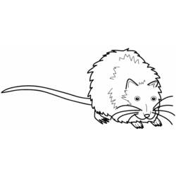 Раскраска: крыса (Животные) #15183 - Раскраски для печати